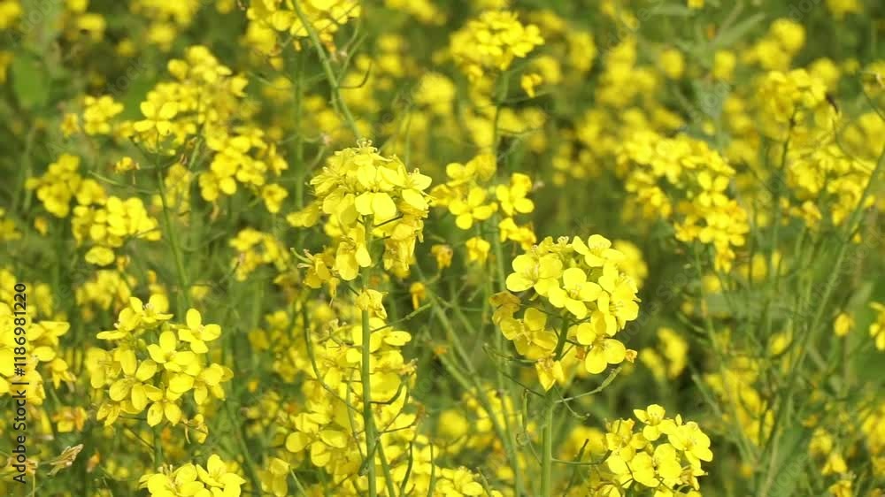 Yellow mustard flowers blooming in the mustard field, Yellow mustard field landscape, Close up Mustard plant with yellow flower with blue sky background. Yellow mustard flowers blooming in the mustard field, Yellow mustard field landscape, Close up Mustard plant with yellow flower with blue sky background.