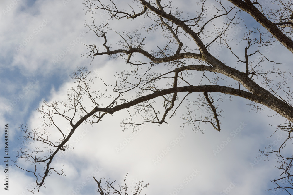 Obraz premium skyward view of a branch with an arching quality on a cloudy blue sky in winter