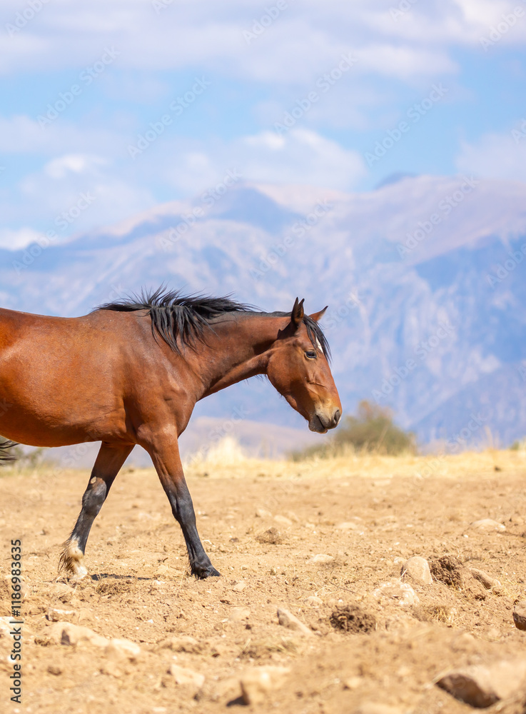 Obraz premium A herd of horses graze in the meadow in summer, eat grass, walk and frolic. Pregnant horses and foals, livestock breeding concept.