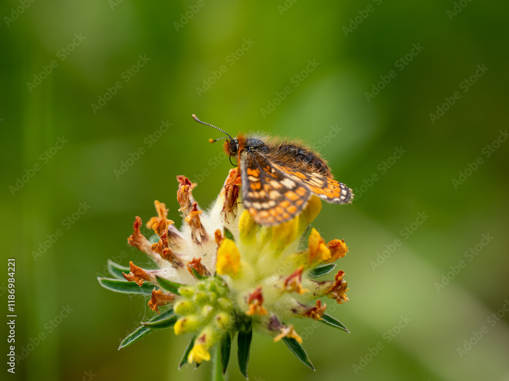 Marsh Fritillary Butterfly on Horseshoe Vetch