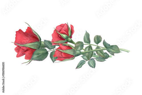 Garden red rose horizontal bouquet watercolor hand painted illustration isolated background. Vintage realistic flowers and green leaves on stem for wedding greeting, romantic invitation, memorial day