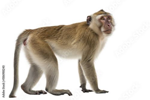 Crab-eating Macaque