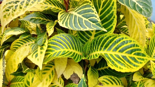 A lush, tropical-looking plant with broad, ovate leaves that are variegated in shades of yellow and green. The prominent veins create a striking pattern on the leaf surface.