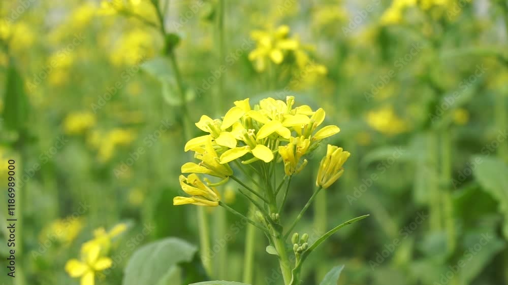 Yellow mustard flowers blooming in the mustard field, Yellow mustard field landscape, Close up Mustard plant with yellow flower with blue sky background. Yellow mustard flowers blooming in the mustard field, Yellow mustard field landscape, Close up Mustard plant with yellow flower with blue sky background.