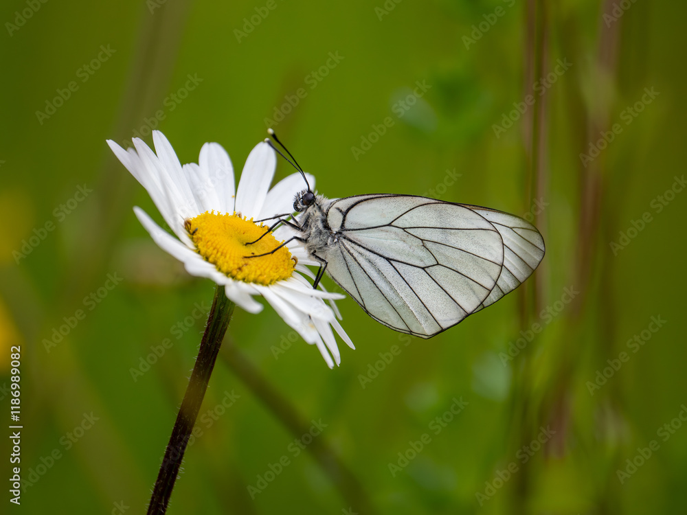 Female Black-veined White Butterfly on an Ox-eye Daisy