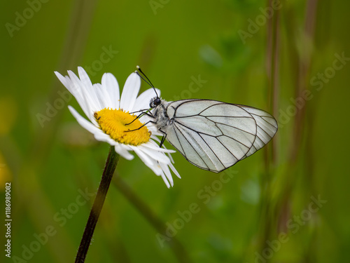 Obraz na płótnie Female Black-veined White Butterfly on an Ox-eye Daisy w salonie