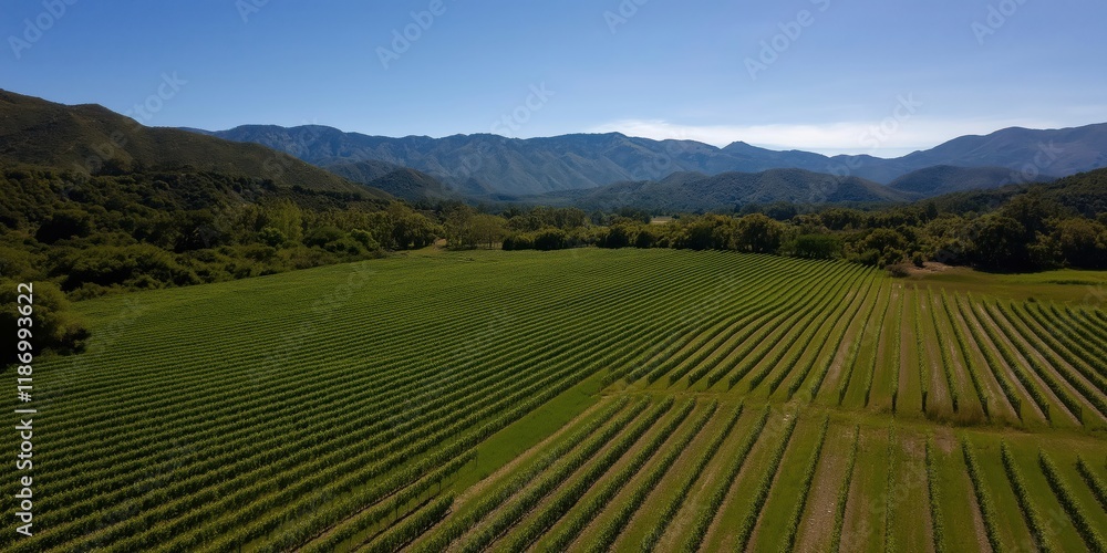 Fototapeta premium This idyllic scene showcases a vibrant vineyard sprawling beneath a breathtaking mountain range, epitomizing tranquility and the beauty of agricultural landscapes.
