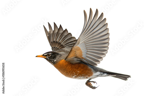 American Robin in Flight