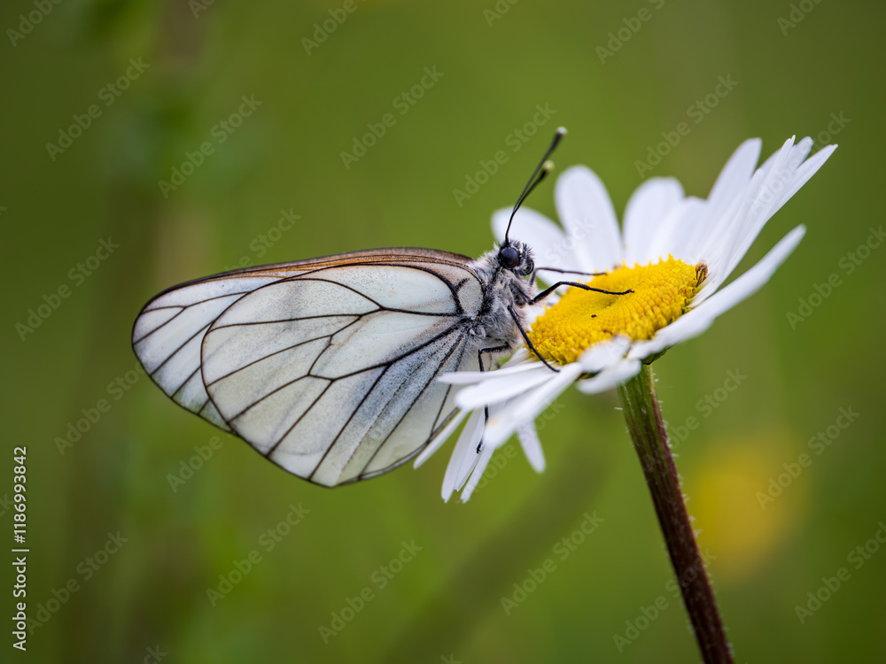 Female Black-veined White Butterfly on an Ox-eye Daisy Female Black-veined White Butterfly on an Ox-eye Daisy