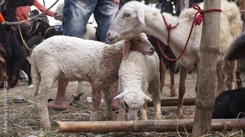 A lamb standing closely with her babies, a mother sheep, and her two twin lambs in springtime. A tender moment between a mother lamb and her babies. Baby lambs playing with mother photo