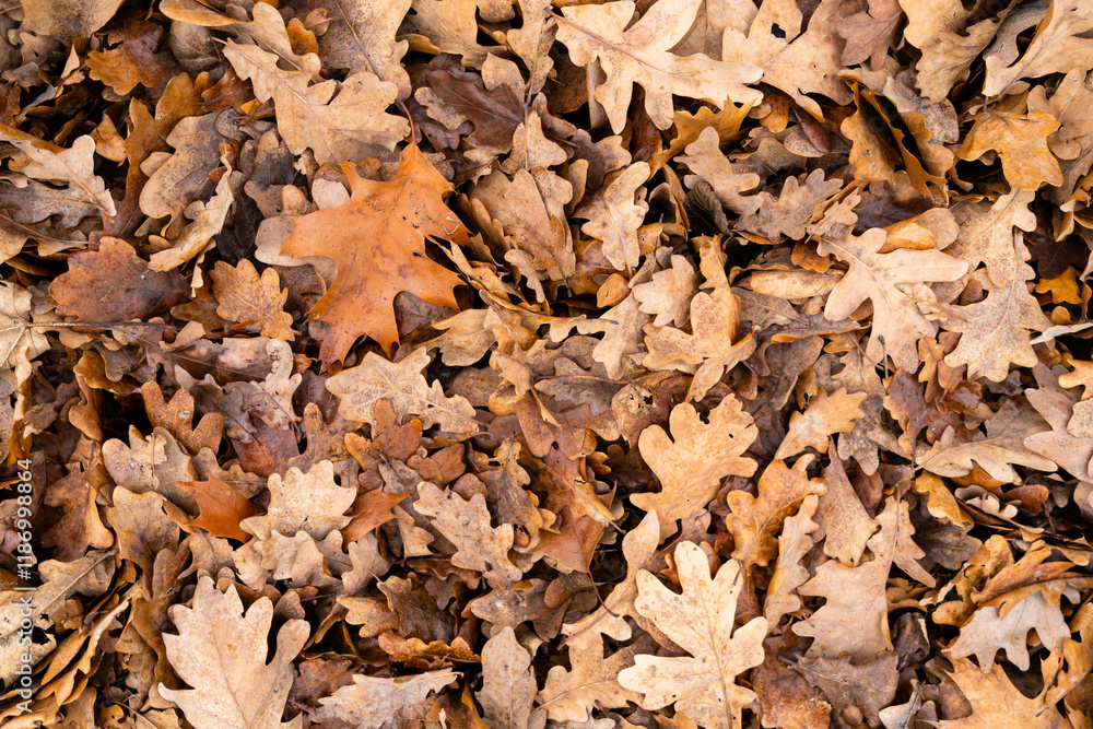 Background of dry oak leaves fallen from the tree. Background of dry oak leaves fallen from the tree.