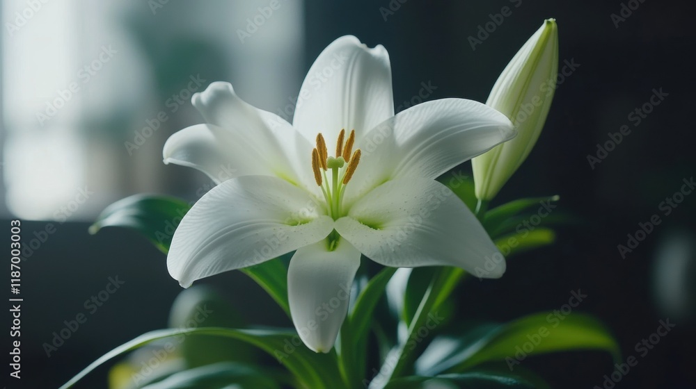 Elegant White Lily Blooming in Natural Light with Soft Background Elegant White Lily Blooming in Natural Light with Soft Background