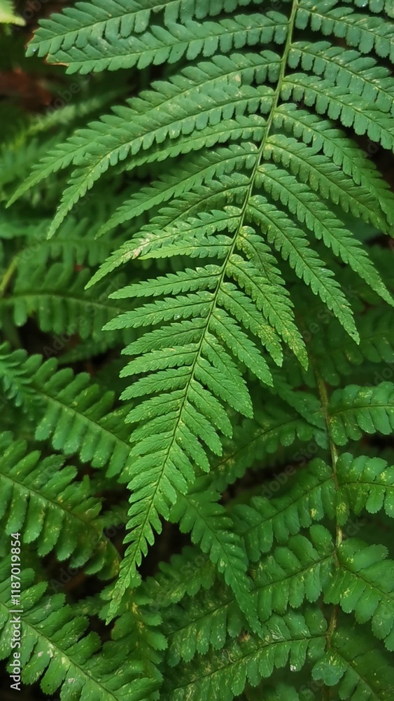 Close-Up of Green Fern Leaves Close-Up of Green Fern Leaves