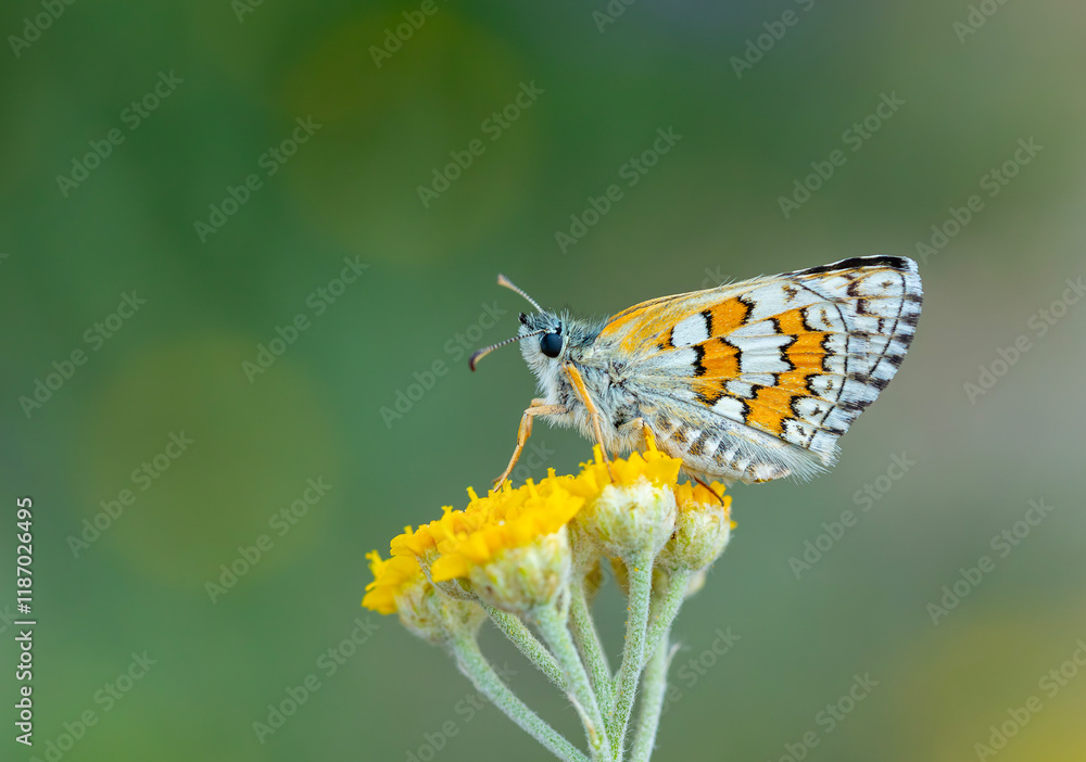 butterfly in yellow colors on yellow flower, Yellow-banded Skipper, Pyrgus sidae