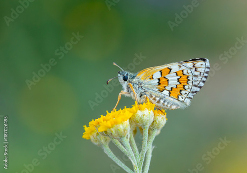 Obraz na płótnie butterfly in yellow colors on yellow flower, Yellow-banded Skipper, Pyrgus sidae w salonie