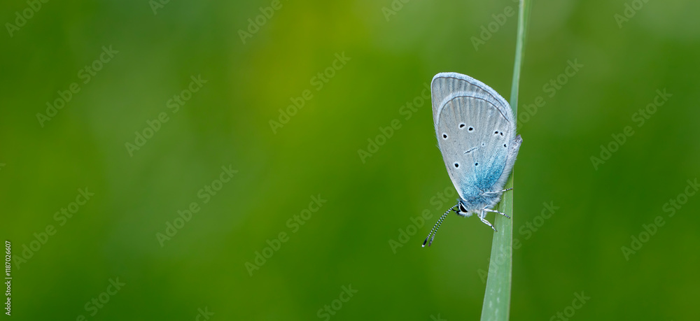 Blue Osiris butterfly - Cupido osiris