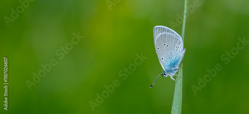 Obraz na płótnie Blue Osiris butterfly - Cupido osiris w salonie
