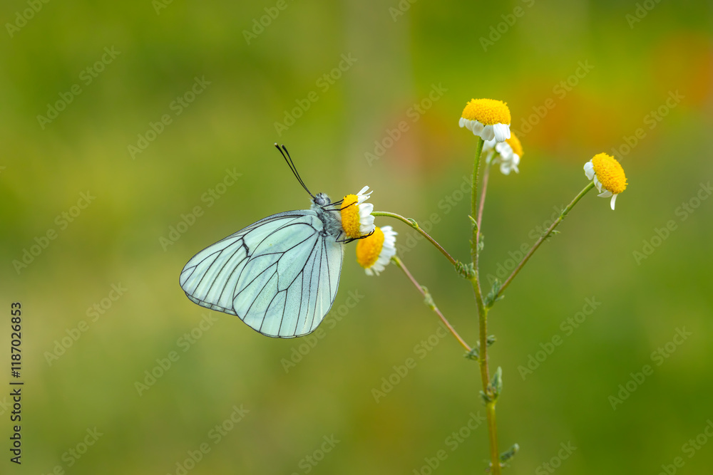 Black-veined White,Aporia crataegi, turkısh name alıç kelebeği
