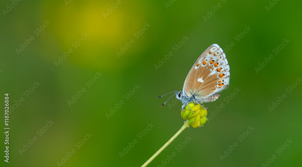 a wonderful butterfly with an overhead blue wing color, Polyommatus bellargus