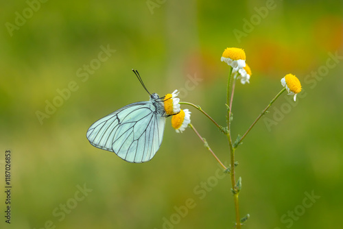 Obraz na płótnie Black-veined White,Aporia crataegi, turkısh name alıç kelebeği w salonie