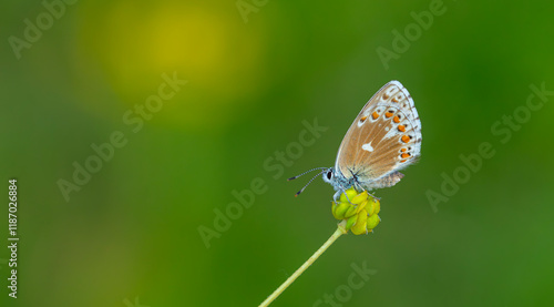 Obraz na płótnie a wonderful butterfly with an overhead blue wing color, Polyommatus bellargus w salonie