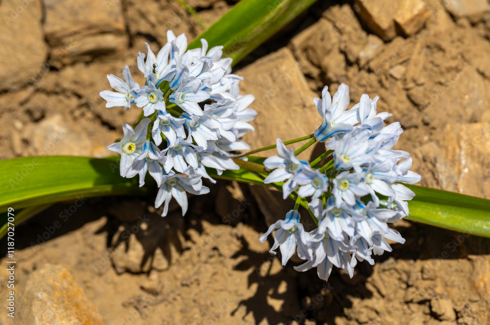 Close up of small spring flower called Puschkinia Scilloides.