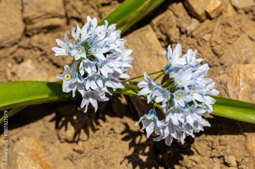 Obraz na płótnie Close up of small spring flower called Puschkinia Scilloides. w salonie