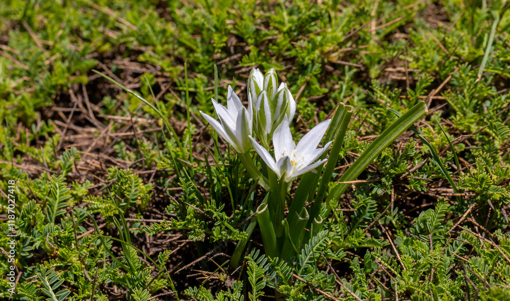 Dwarf star of Bethlehem (Ornithogalum oligophyllum) with erect flowerstalk bearing an open cluster of starry, white flowers in spring