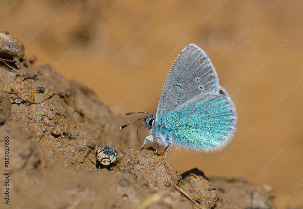 small blue butterfly on the ground, Pontic Blue, Polyommatus coelestinus