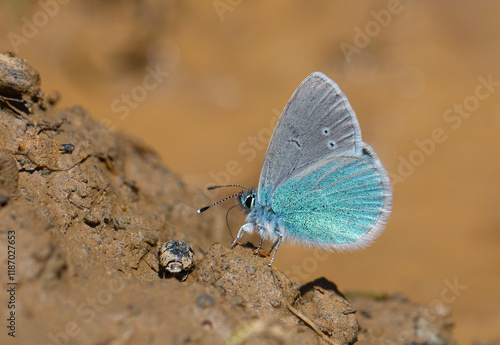 Obraz na płótnie small blue butterfly on the ground, Pontic Blue, Polyommatus coelestinus
w salonie