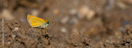Obraz na płótnie mineral field yellow butterfly, Essex Skipper, Thymelicus lineolus w salonie