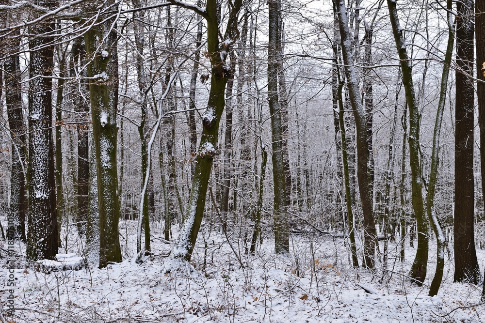 Fototapeta premium Winterwald in Bakony, Ungarn