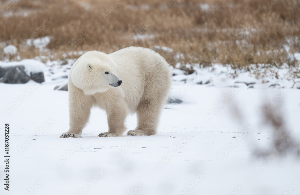 Polar bear on snow covered ground