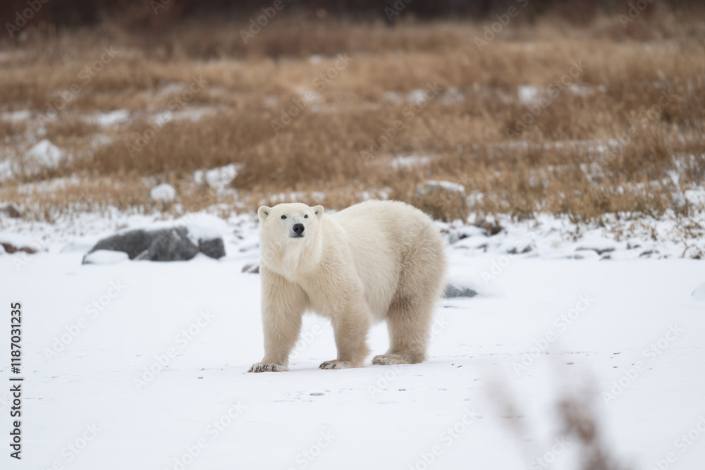 Polar bear on snow covered ground
