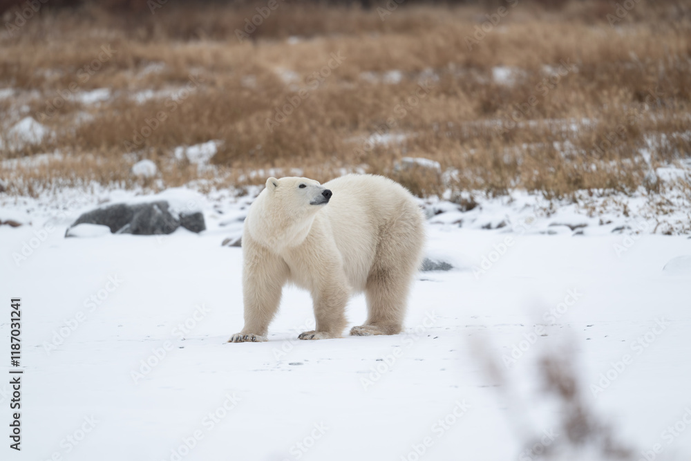 Polar bear on snow covered ground