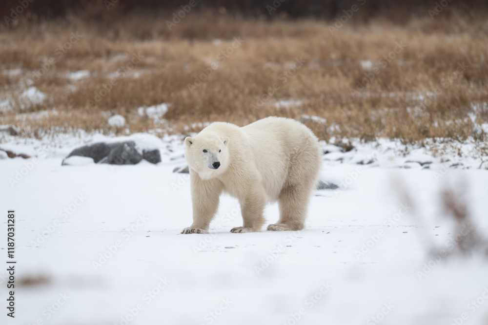 Polar bear on snow covered ground
