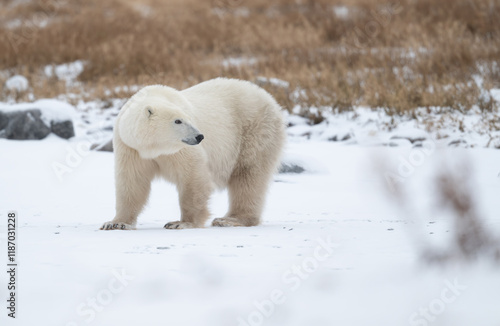 Obraz na płótnie Polar bear on snow covered ground w salonie