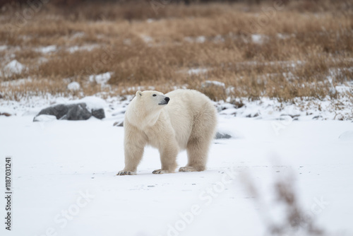 Polar bear on snow covered ground