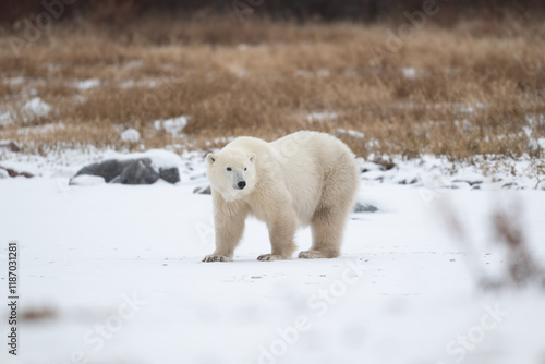 Obraz na płótnie Polar bear on snow covered ground w salonie