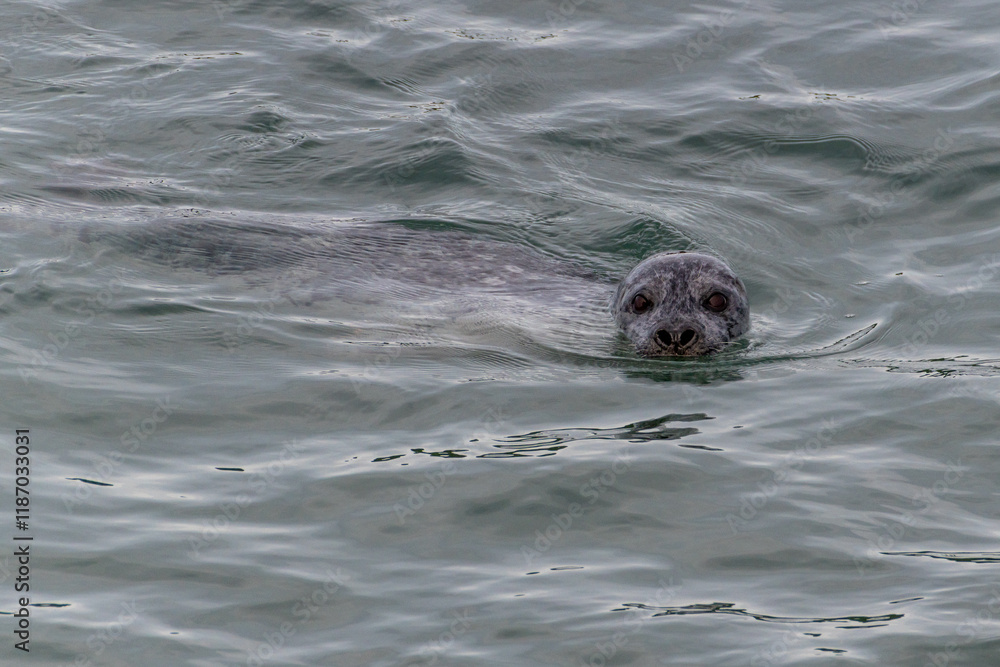 Fototapeta premium A harbor seal swims in the waters of the Puget Sound, Washington State, USA.