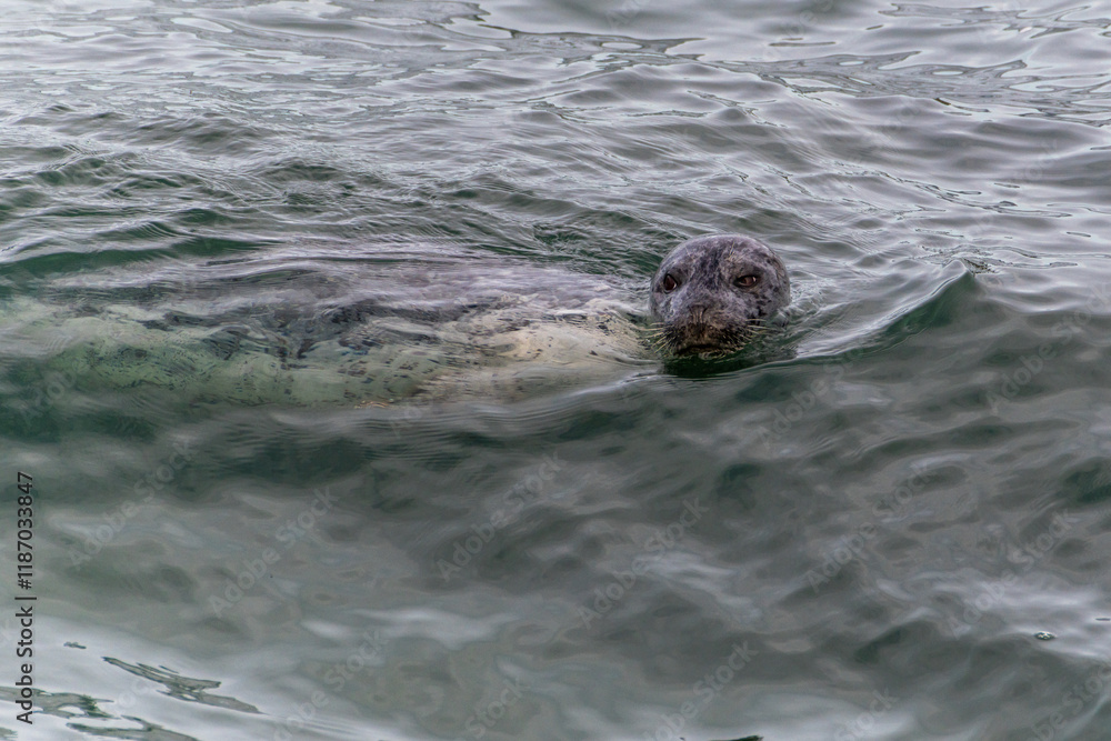 A harbor seal swims in the waters of the Puget Sound, Washington State, USA. A harbor seal swims in the waters of the Puget Sound, Washington State, USA.