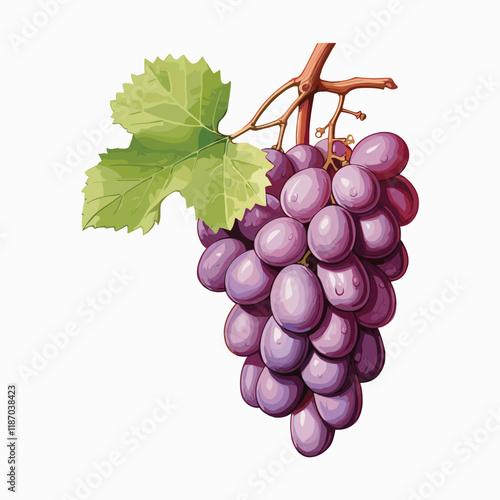 elegant illustration of bunch of grapes isolated on white