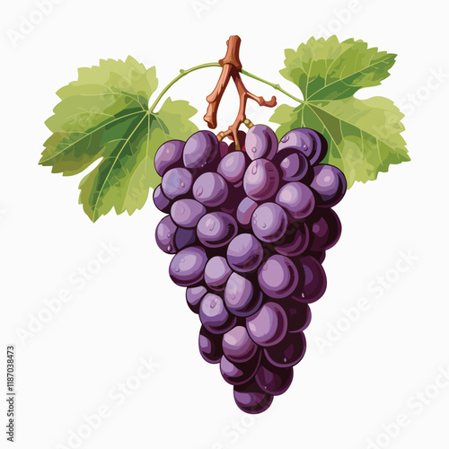 elegant illustration of bunch of grapes isolated on white
