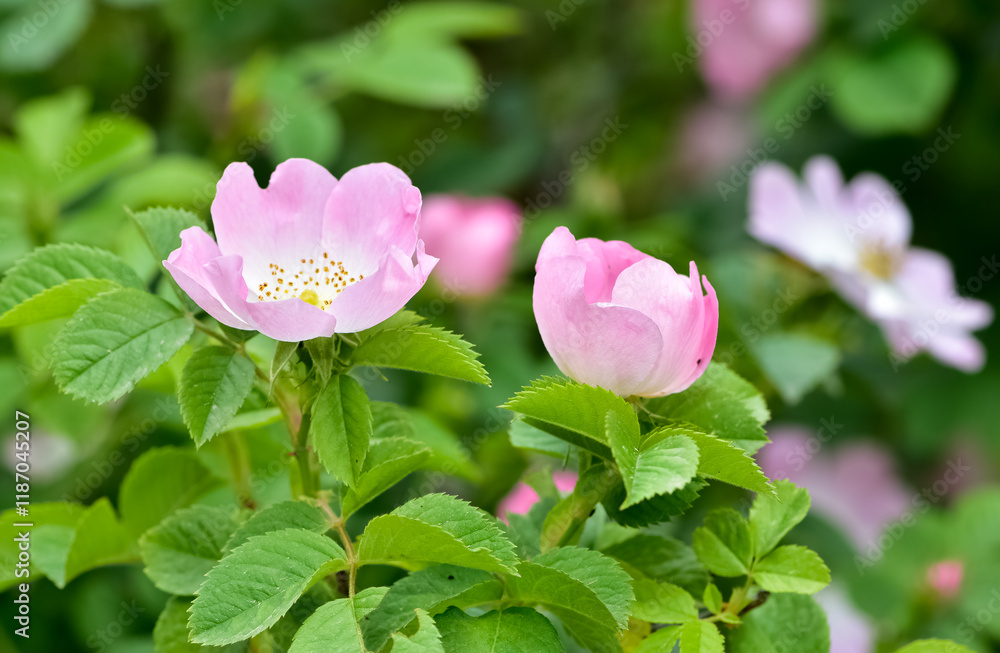 Natural flowers growing in rural areas. rosehip flower photos. Natural flowers growing in rural areas. rosehip flower photos.