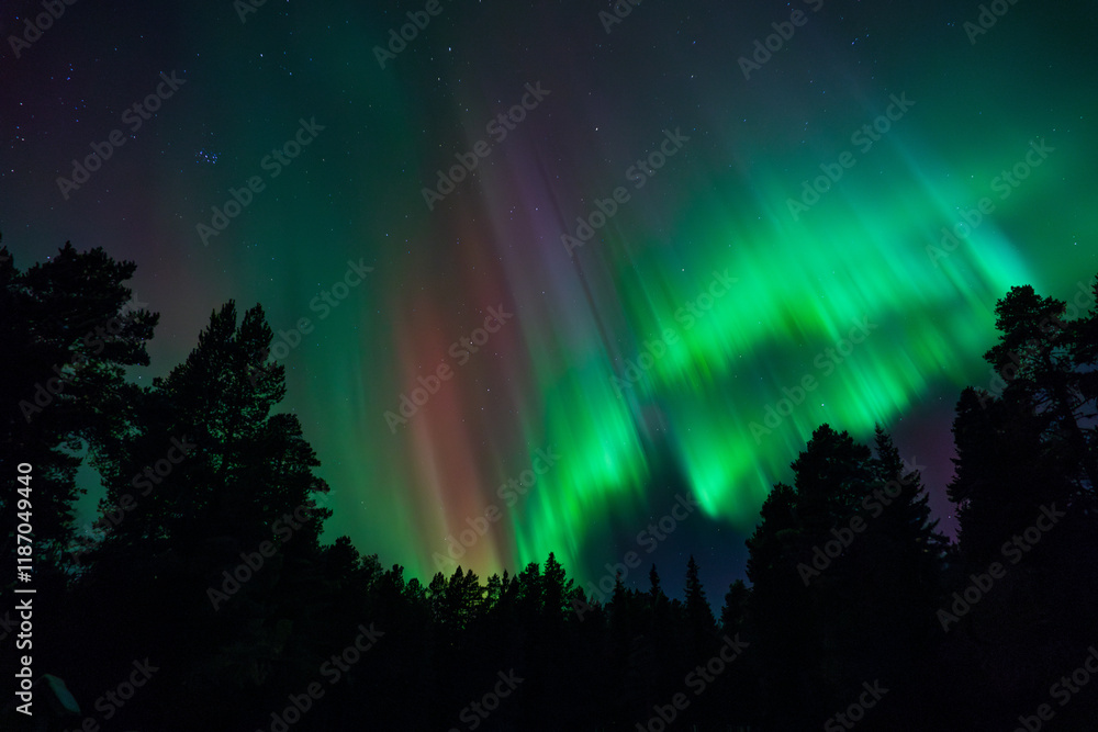 Fototapeta premium Zorza polarna z lasem w tle