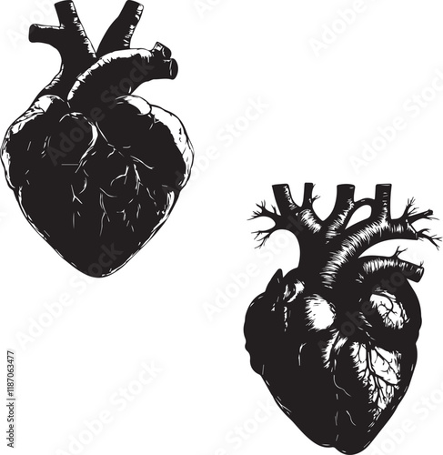 Anatomical heart vector silhouette on white background