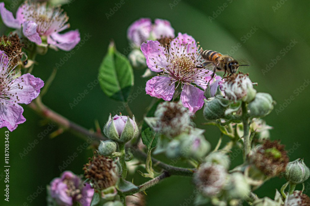 bee on a pink flower