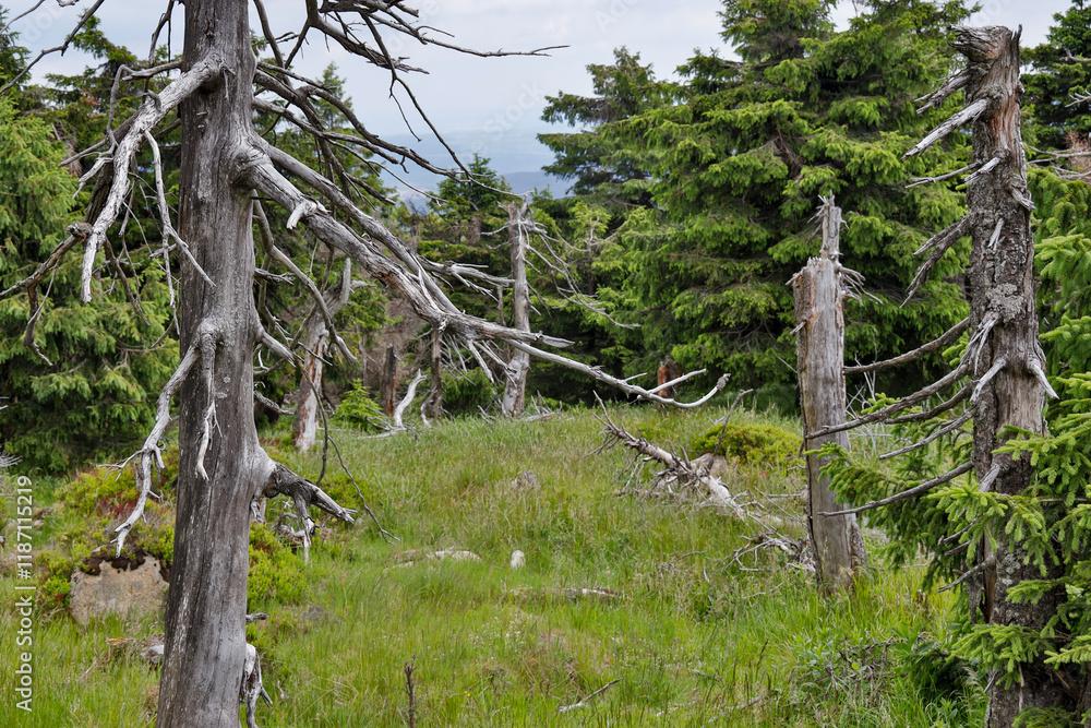 Fototapeta premium Impressionen Bilder aus dem Nationalpark Harz