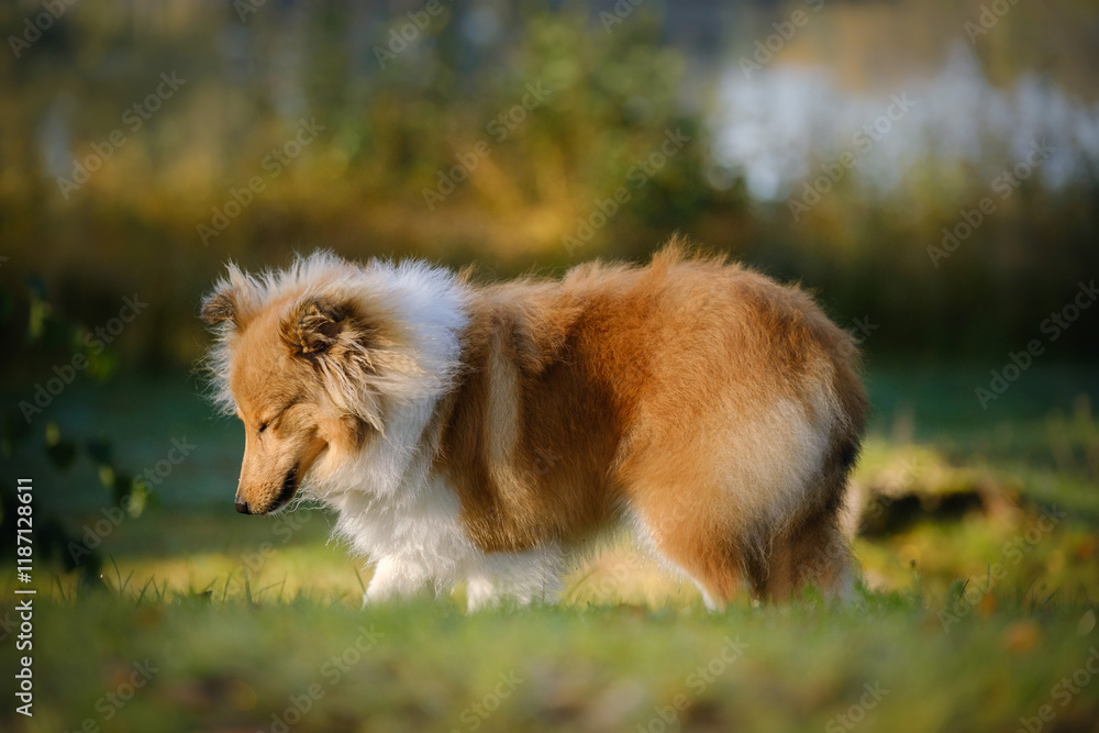 Sable Shetland sheepdog or Sheltie in autumn Sable Shetland sheepdog or Sheltie in autumn