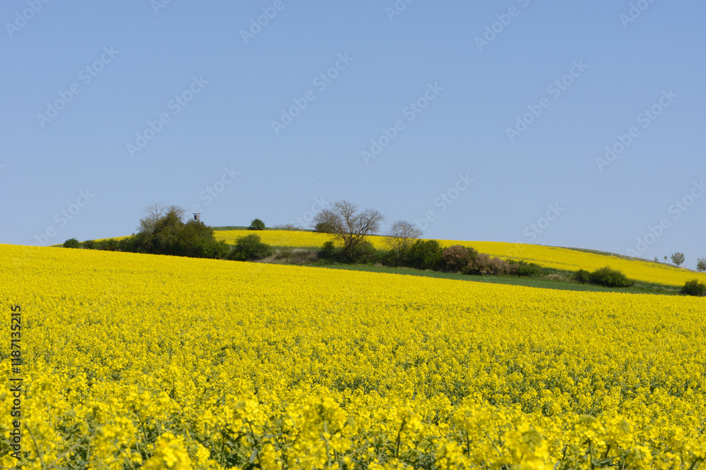 Raps, Winterraps, Brassica napus L., Blüte Raps, Winterraps, Brassica napus L., Blüte